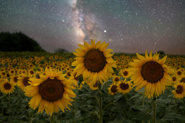 Sunflowers under the stars and Milky Way Galaxy 