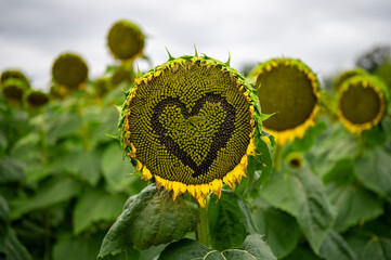 Heart shape in a sunflower 