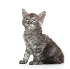 Cute young maine coon kitten sitting in side view and looking at camera. isolated on white background