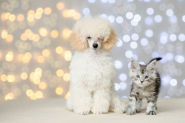 Poodle puppy and maine coon kitten standing together on festive background. Empty space for text