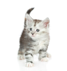 Portrait of a cute maine coon kitten. isolated on white background