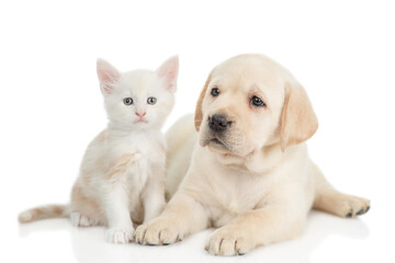 Young Golden retriever puppy and tiny  maine coon kitten sit together and look at camera. isolated...