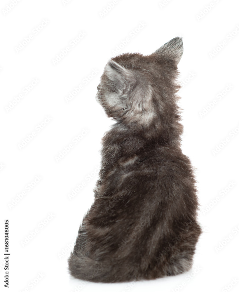 Poster gray tabby tiny maine coon kitten sits in back view and looks away and up on empty space. isolated o
