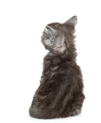 Gray tabby tiny maine coon kitten sits in back view and looks away and up on empty space. isolated on white background