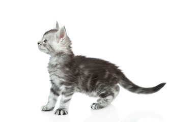 Cute maine coon kitten standing in profile and looking away and up. isolated on white background
