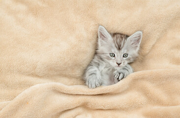Playful Maine coon kitten lying under warm blanket on a bed at home and looking away on empty space. Top down view. Empty space for text
