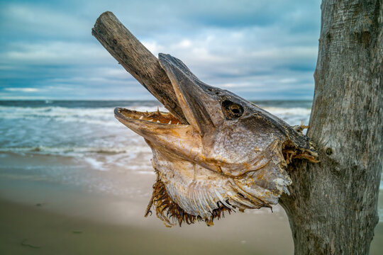 Usedom, Strand bei Zinnowitz, Winter &ndash; Nahaufnahme eines aufgespie&szlig;ten Fischkopfes auf Treibholz vor rauer Ostsee, skurril und bizarr, symbolisch f&uuml;r Natur und Verg&auml;nglichkeit.