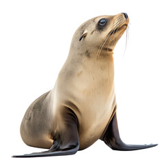 Naklejka premium Seal animal cute wildlife nature ocean sea mammal marine aquatic portrait adorable looking up isolated