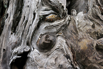 Closeup of an old tree bark texture
