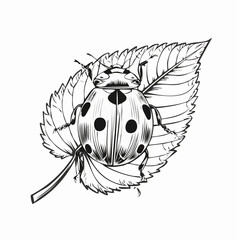 Ladybug on leaf image vector. Illustration of natural vector image.