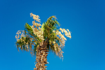 Beautiful palm leaves background. Selective focus.