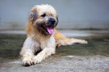 Muttdog, Happiness, relax and dog , pet and cheerful with fur, summer and carefree. A fluffy white-gray dog covers its face.