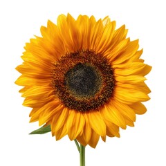 Fototapeta premium A Vibrant Sunflower Capturing the Essence of Summer with Its Glossy Petals and Distinctive Center, Symbolizing Joy and Natural Beauty