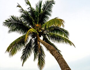 Obraz premium Palm Tree Bottom-Up View