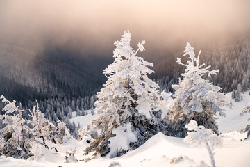 Snow-covered landscape at dawn with frosted trees and glowing sunlight in a winter wonderland. Gorgany range during winter. Carpathian mountains, Ukraine