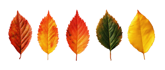 Simple strip of fall leaves showing unique forms and seasonal tones, neat alignment, isolated on transparent background.
