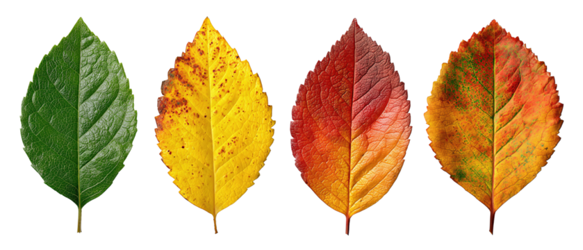 Simple strip of fall leaves showing unique forms and seasonal tones, neat alignment, isolated on transparent background.
