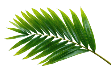 Single tropical palm leaf with smooth glossy surface, curved form and neat symmetry, isolated on transparent background.

