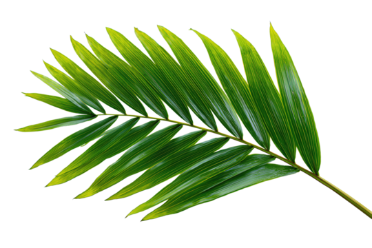 Single tropical palm leaf with smooth glossy surface, curved form and neat symmetry, isolated on transparent background.
- Powered by Adobe