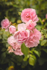 Beautiful soft pink roses in an English garden.