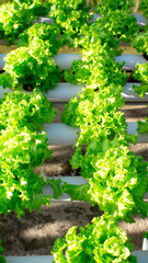 fresh green crisphead lettuce, which is grown using a hydroponic system