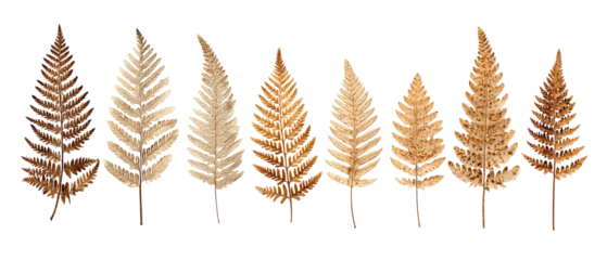 Row of delicate fern fronds with natural dried textures and soft details, isolated on transparent background.
