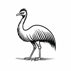 Emu bird simple black line art image, Black bold outline vector icon, Bird vector illustration