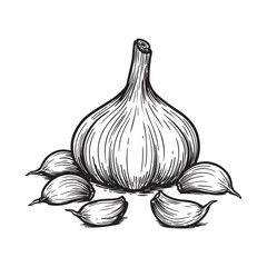 Hand drawn illustration of a garlic bulb with cloves isolated on white background