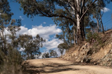 Serene dirt road winding through trees under a bright blue sky with fluffy clouds