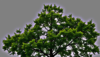 Obraz premium A view of a large tree with green leaves against a gray sky from a low angle perspective outdoors