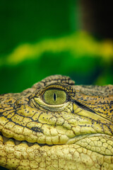 Close-up of a caiman's eye and textured skin with vivid green background, showcasing sharp detail...