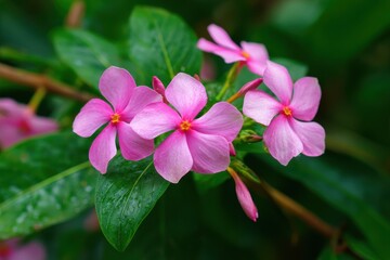Cayenne Jasmine Vinca and Atharanthus roseus originate from Madagascar Found in Central America they feature 1 3 pink flowers in axillary clusters measuring 3 5 cm across