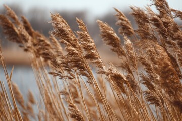 Fototapeta premium cattail plant