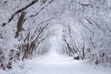 Close up of a snowy path through frosted trees in a park Winter scene with snow covered background