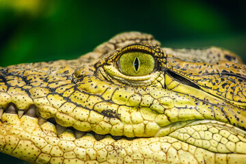 Extreme close-up of a caiman's head showing textured yellow skin, sharp teeth, and a vivid green...