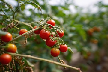 Tomato cluster tomato crop