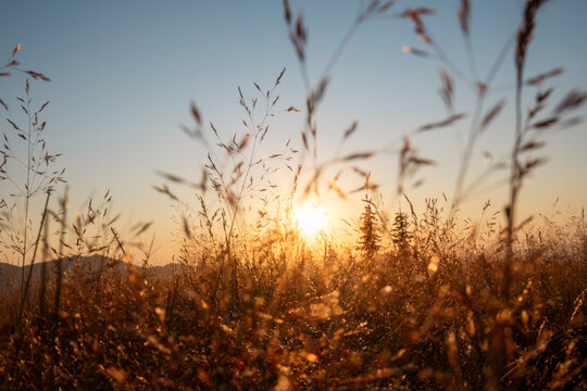 Golden grass glowing at sunrise, natural meadow landscape captured in warm sunlight, soft dreamy atmosphere perfect for backgrounds, meditation, wellness, nature inspiration, seasonal rural