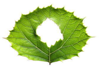 green leaf with a torn hole png image on transparent background