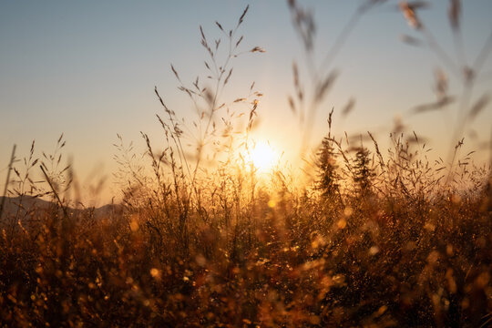 Sunset light through tall grass in natural meadow, dreamy countryside scene, calm rustic atmosphere, peaceful outdoor landscape perfect for wellness, relaxation, mindfulness, seasonal transition, eco