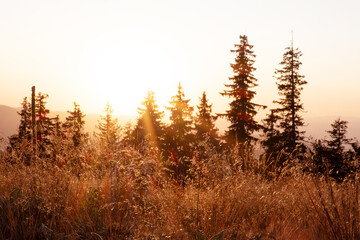 Mountain forest sunset Pamporovo Bulgaria, silhouettes of evergreen trees against bright orange sky representing natural beauty travel adventure eco destination scenic 