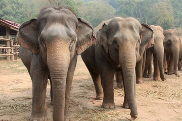 Naklejka premium Thai Elephant Conservation Center s Asian elephants
