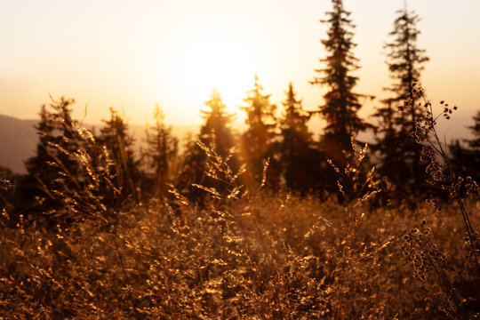 Glowing sun above horizon lighting pine forest in Rhodope mountains symbolizing calm harmony wellness tourism travel inspiration meditation backgrounds eco-friendly sustainable nature aerial scene