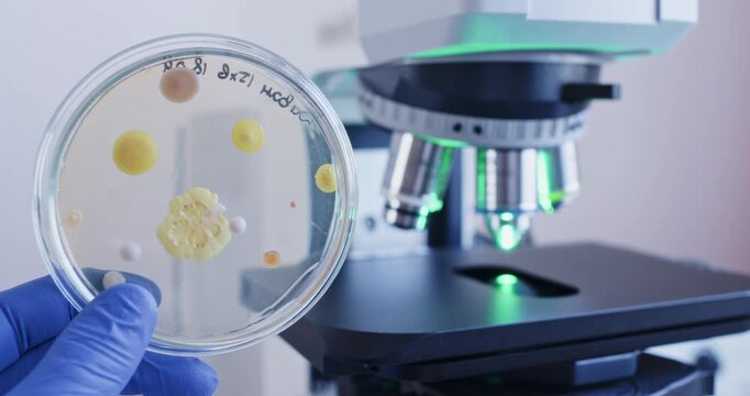A scientist holds a petri dish with bacterial colonies in his hand against the backdrop of a large working microscope.