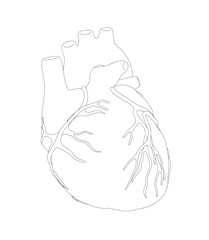 Black and white human heart contour drawing on a white background. Vector illustration
