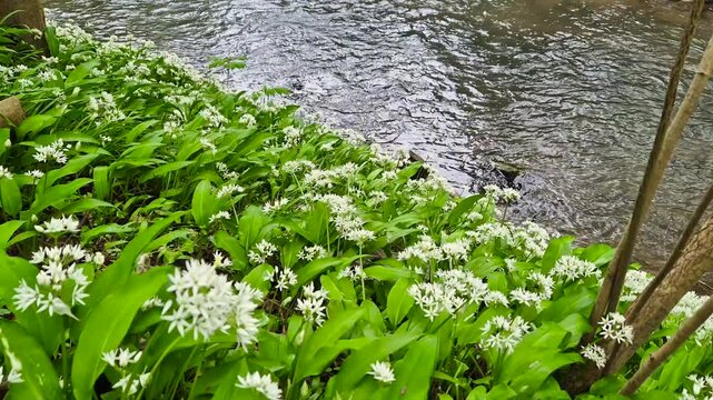 Wild garlic by the river in the forest