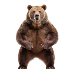 Obraz premium Majestic Grizzly Bear Stands Upright in Natural Habitat Showing Strength and Power in Wild Environment