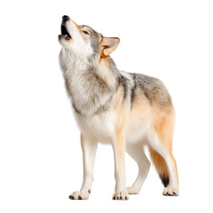 Fototapeta premium Grey Wolf Howling in Nature, Majestic Animal Communicates with the Moon and Forest Landscape at Dawn