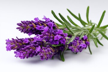 Fototapeta premium Spanish lavender Lavandula stoechas on white