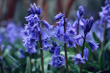 Spanish bluebells Hyacinthoides hispanica flowers of spring