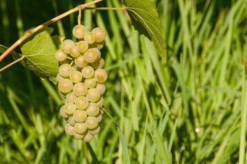 Close-up of a ripening grape cluster hanging on a vine in a sunny vineyard
